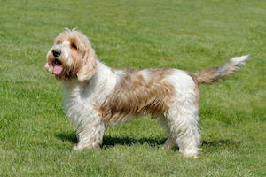 Petit Basset Griffon Vendeen